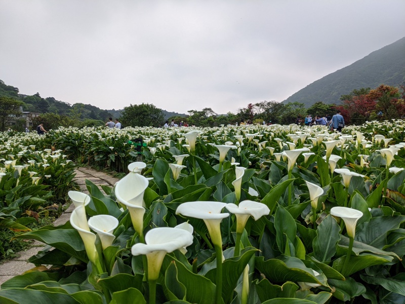 chuzihumapp18 陽明山-竹子湖 春天最美的白色浪漫 滿山谷的海芋香