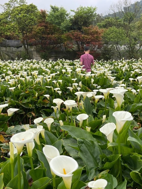 chuzihumapp19-rotated-e1617893025726 陽明山-竹子湖 春天最美的白色浪漫 滿山谷的海芋香