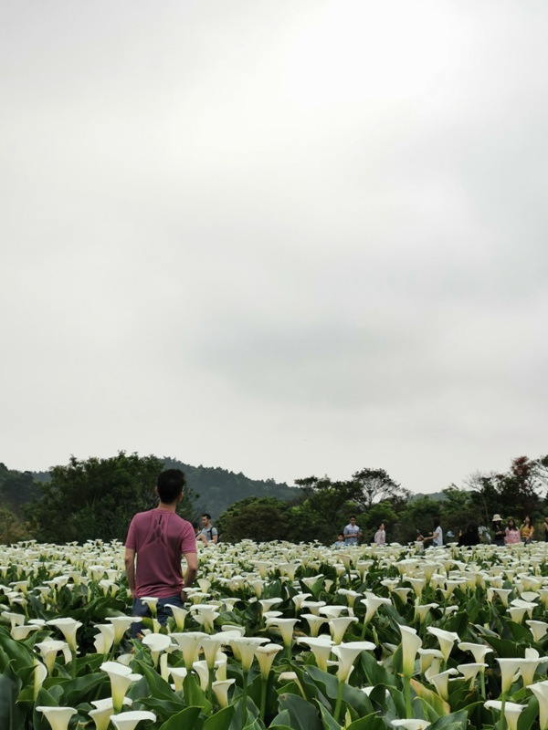 陽明山-竹子湖 春天最美的白色浪漫 滿山谷的海芋香