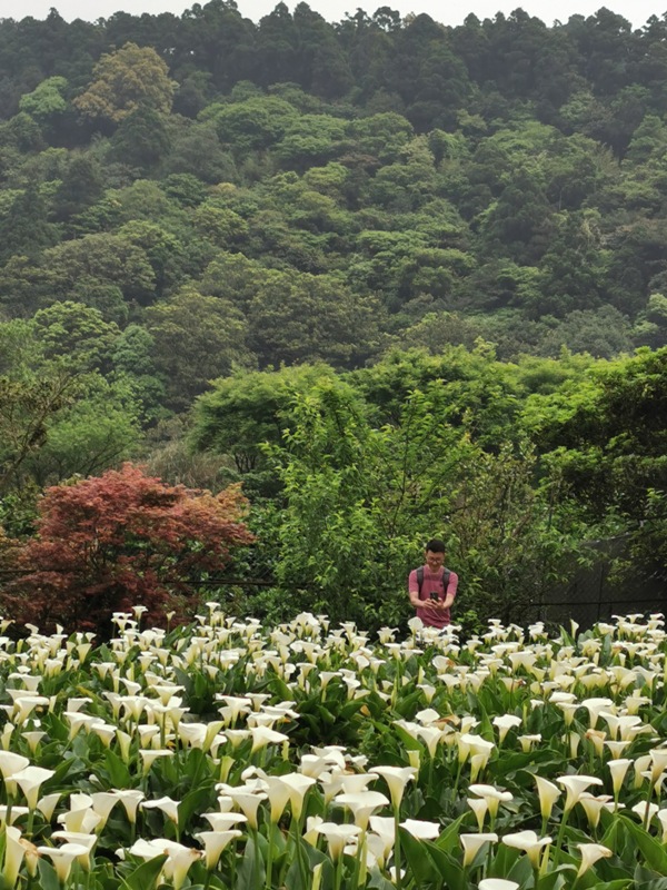 chuzihumapp22 陽明山-竹子湖 春天最美的白色浪漫 滿山谷的海芋香