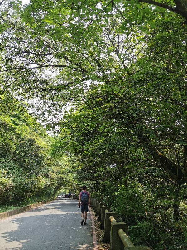 datung13 陽明山-大屯山 芒草箭竹 捕捉美麗的雲海