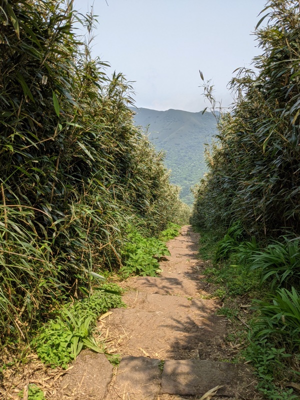 datung25 陽明山-大屯山 芒草箭竹 捕捉美麗的雲海
