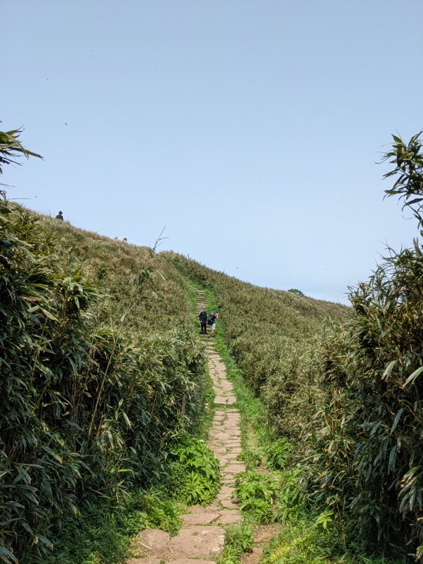 datung29 陽明山-大屯山 芒草箭竹 捕捉美麗的雲海