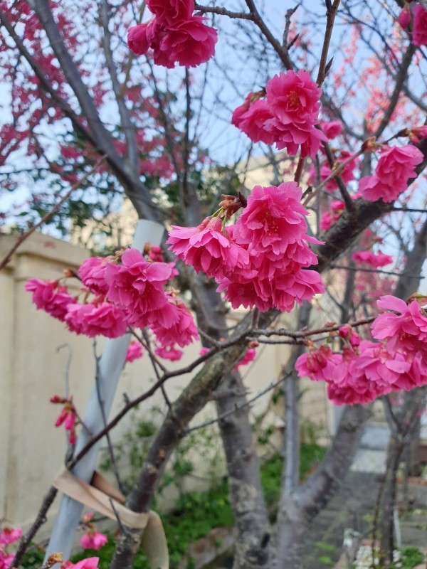 walkincafe18 林口-Walk in Cafe幽靜社區的設計咖啡館 清爽好美味