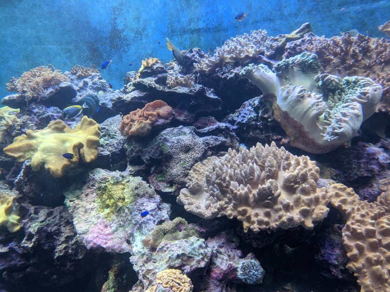 aquarium03 車城-海生館 艷陽天最好去處 吹冷氣賞鯨豚 感受海底風情