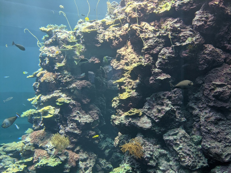 aquarium04 車城-海生館  艷陽天最好去處 吹冷氣賞鯨豚 感受海底風情