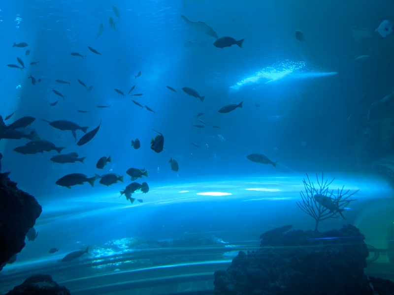 aquarium05 車城-海生館  艷陽天最好去處 吹冷氣賞鯨豚 感受海底風情