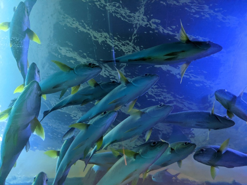 aquarium06 車城-海生館 艷陽天最好去處 吹冷氣賞鯨豚 感受海底風情