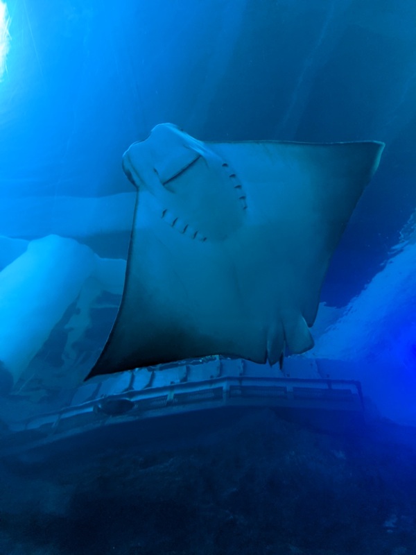 aquarium08 車城-海生館 艷陽天最好去處 吹冷氣賞鯨豚 感受海底風情