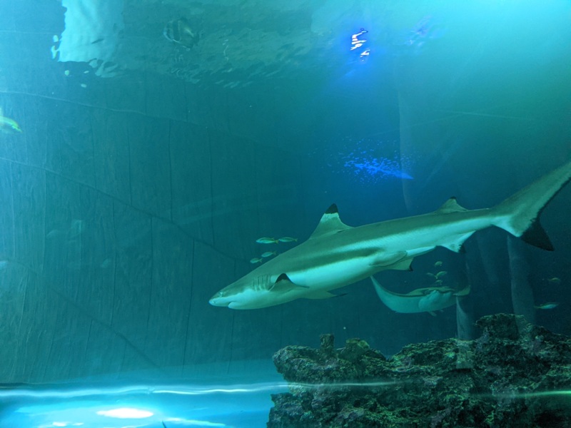 aquarium10 車城-海生館  艷陽天最好去處 吹冷氣賞鯨豚 感受海底風情