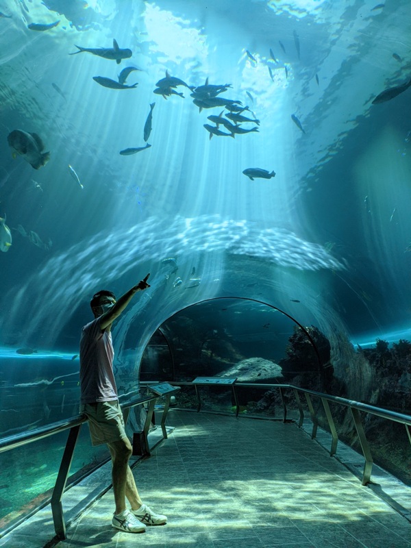 aquarium12 車城-海生館 艷陽天最好去處 吹冷氣賞鯨豚 感受海底風情
