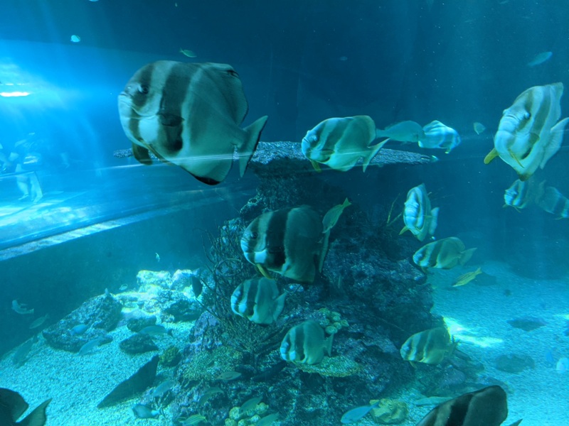 aquarium13 車城-海生館  艷陽天最好去處 吹冷氣賞鯨豚 感受海底風情