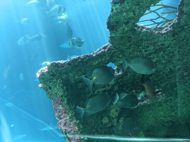 aquarium14 車城-海生館  艷陽天最好去處 吹冷氣賞鯨豚 感受海底風情