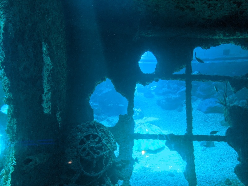 aquarium15 車城-海生館  艷陽天最好去處 吹冷氣賞鯨豚 感受海底風情