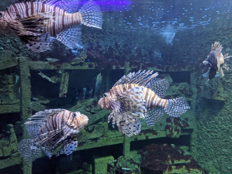 aquarium16 車城-海生館  艷陽天最好去處 吹冷氣賞鯨豚 感受海底風情