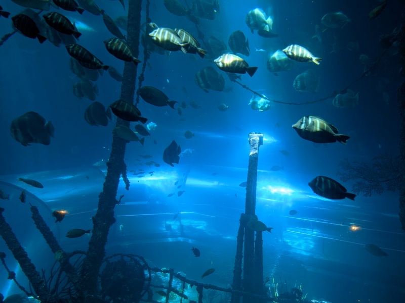 aquarium17 車城-海生館 艷陽天最好去處 吹冷氣賞鯨豚 感受海底風情