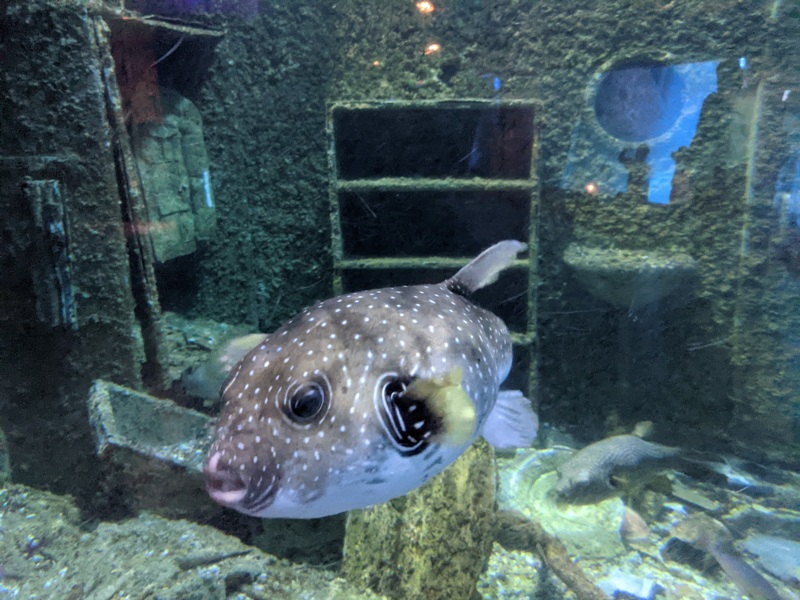 aquarium18 車城-海生館  艷陽天最好去處 吹冷氣賞鯨豚 感受海底風情