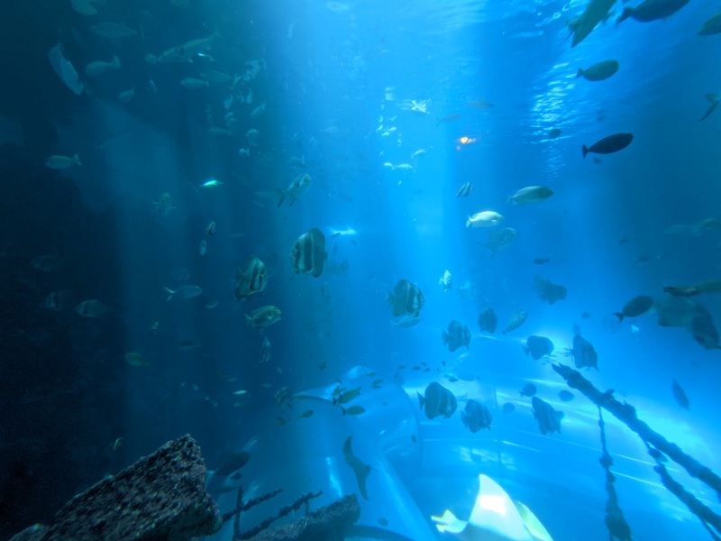 aquarium19 車城-海生館  艷陽天最好去處 吹冷氣賞鯨豚 感受海底風情