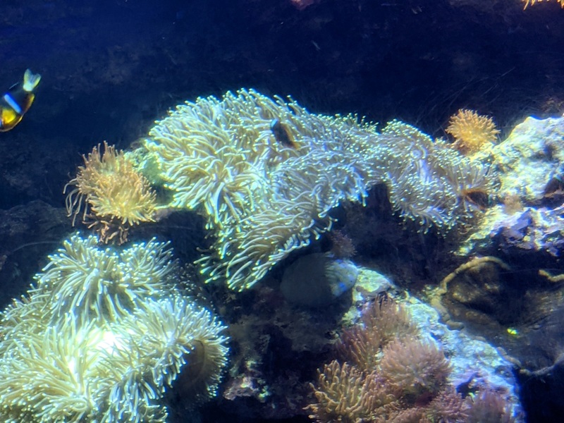 aquarium20 車城-海生館 艷陽天最好去處 吹冷氣賞鯨豚 感受海底風情