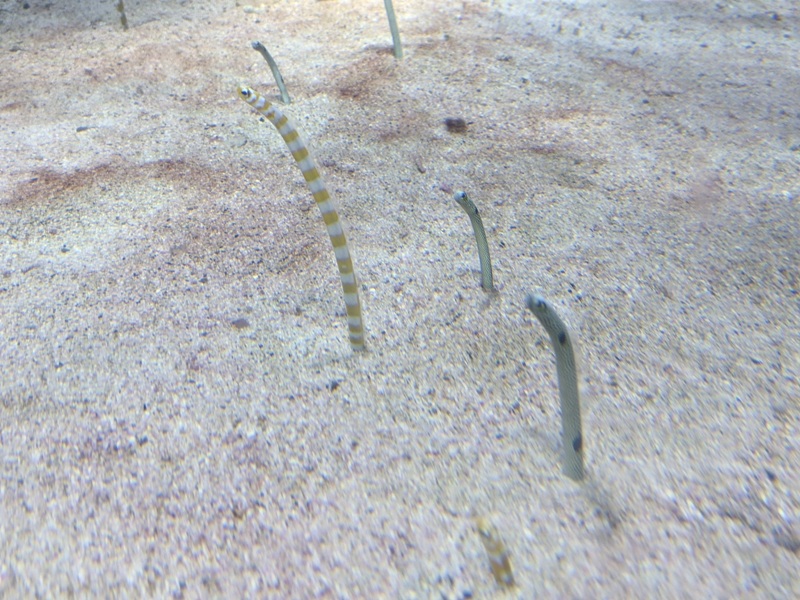 aquarium21 車城-海生館 艷陽天最好去處 吹冷氣賞鯨豚 感受海底風情