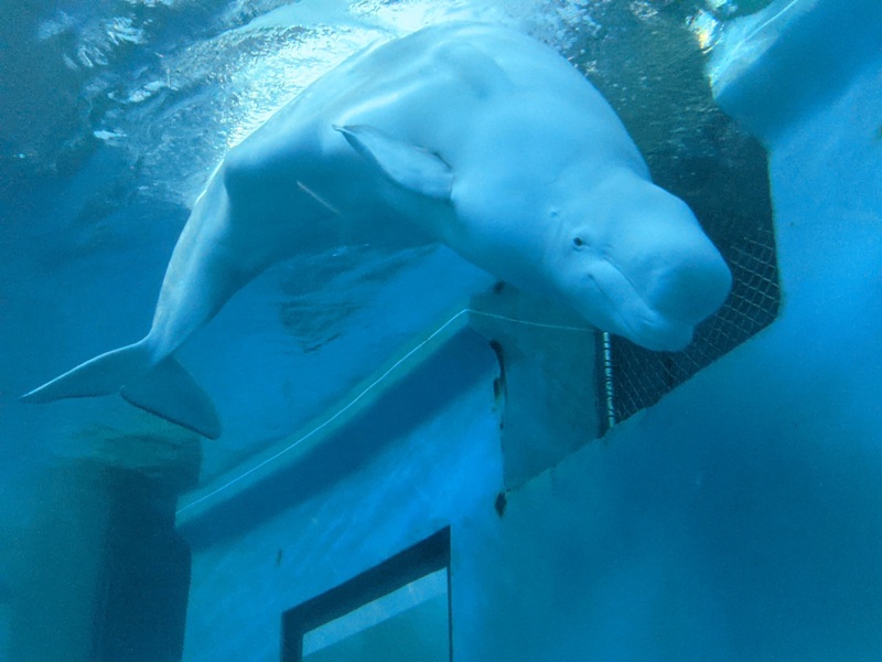 aquarium22 車城-海生館 艷陽天最好去處 吹冷氣賞鯨豚 感受海底風情