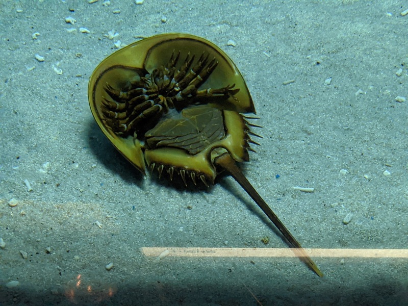 aquarium23 車城-海生館 艷陽天最好去處 吹冷氣賞鯨豚 感受海底風情