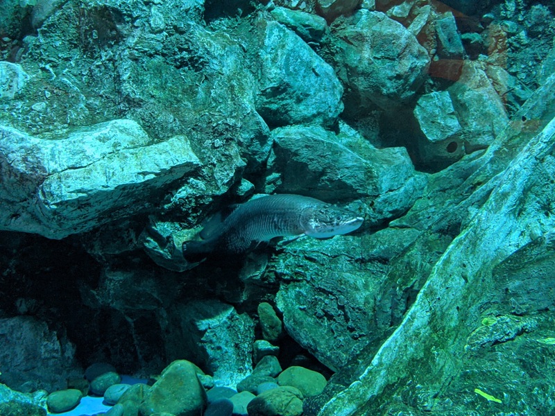aquarium24 車城-海生館 艷陽天最好去處 吹冷氣賞鯨豚 感受海底風情