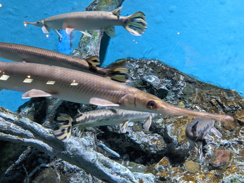 aquarium25 車城-海生館 艷陽天最好去處 吹冷氣賞鯨豚 感受海底風情