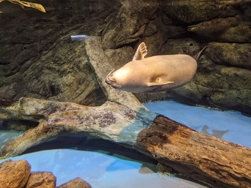 aquarium26 車城-海生館 艷陽天最好去處 吹冷氣賞鯨豚 感受海底風情