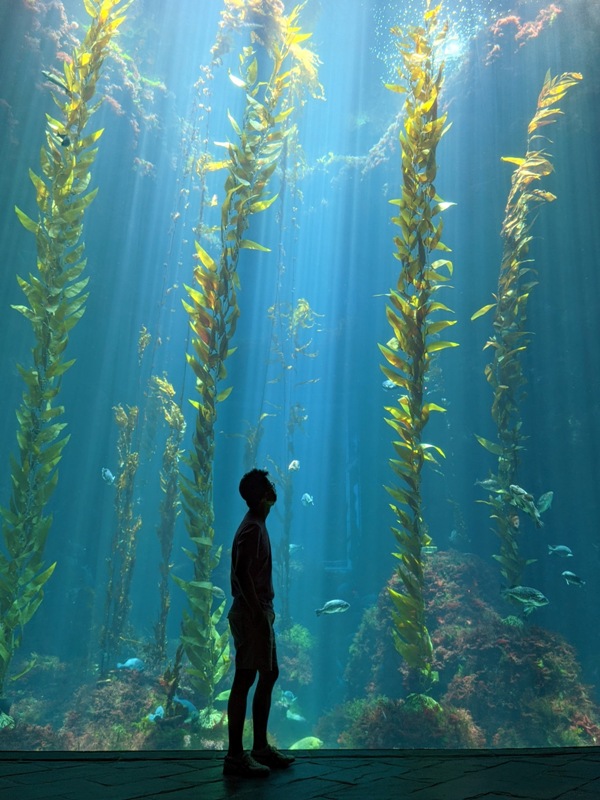 aquarium27 車城-海生館 艷陽天最好去處 吹冷氣賞鯨豚 感受海底風情