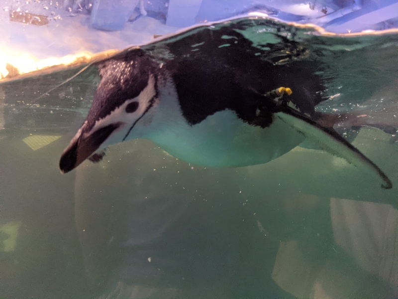 aquarium28 車城-海生館  艷陽天最好去處 吹冷氣賞鯨豚 感受海底風情