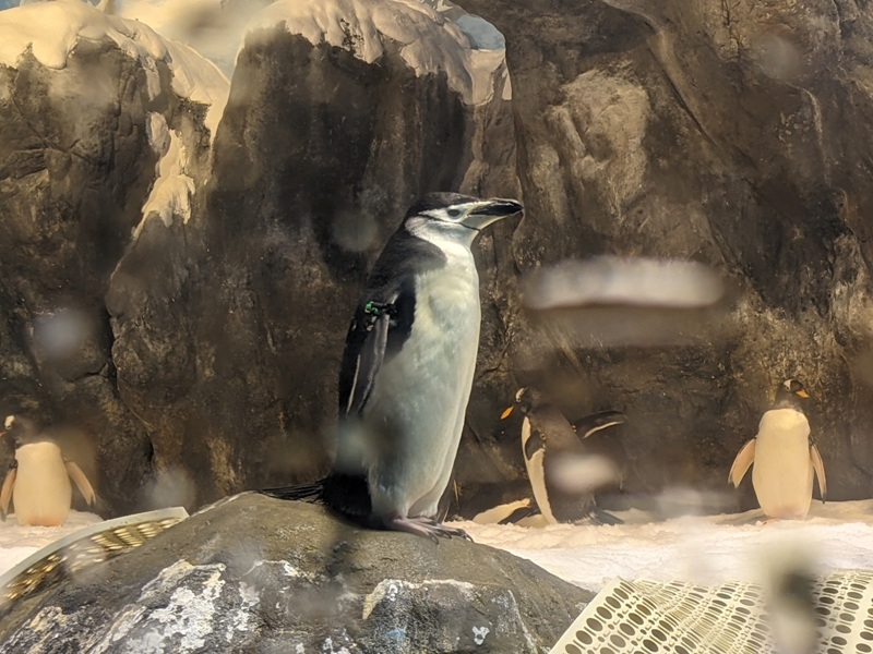 aquarium30 車城-海生館 艷陽天最好去處 吹冷氣賞鯨豚 感受海底風情