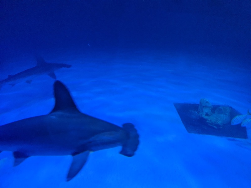 aquarium32 車城-海生館  艷陽天最好去處 吹冷氣賞鯨豚 感受海底風情