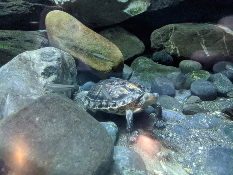 aquarium33 車城-海生館  艷陽天最好去處 吹冷氣賞鯨豚 感受海底風情