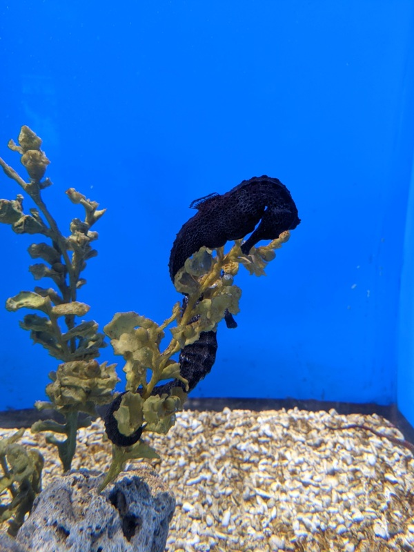 aquarium35 車城-海生館  艷陽天最好去處 吹冷氣賞鯨豚 感受海底風情