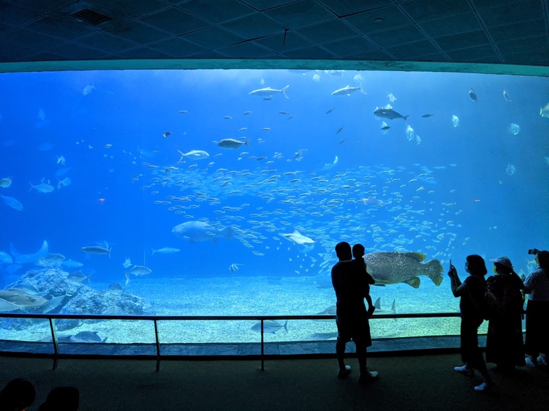 aquarium37 車城-海生館  艷陽天最好去處 吹冷氣賞鯨豚 感受海底風情