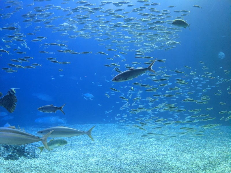 aquarium38 車城-海生館  艷陽天最好去處 吹冷氣賞鯨豚 感受海底風情