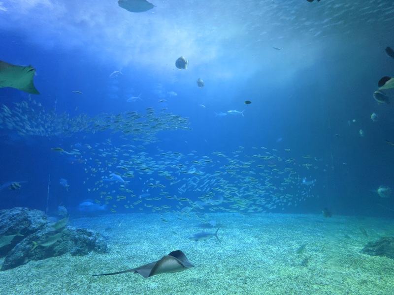 aquarium39 車城-海生館  艷陽天最好去處 吹冷氣賞鯨豚 感受海底風情