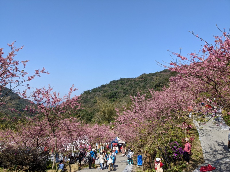 bigbearcherry01 三峽-大熊櫻花林 瘋狂塞車會車的賞櫻行