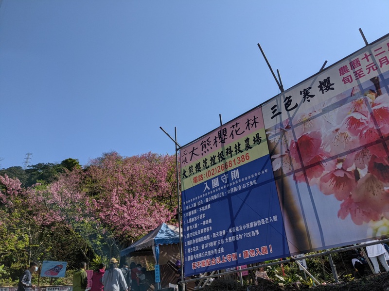 bigbearcherry02 三峽-大熊櫻花林 瘋狂塞車會車的賞櫻行