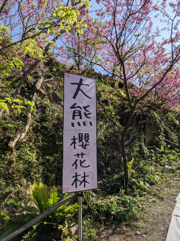 bigbearcherry03 三峽-大熊櫻花林 瘋狂塞車會車的賞櫻行