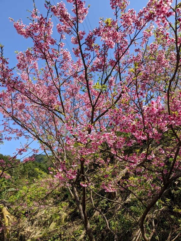 bigbearcherry04 三峽-大熊櫻花林 瘋狂塞車會車的賞櫻行