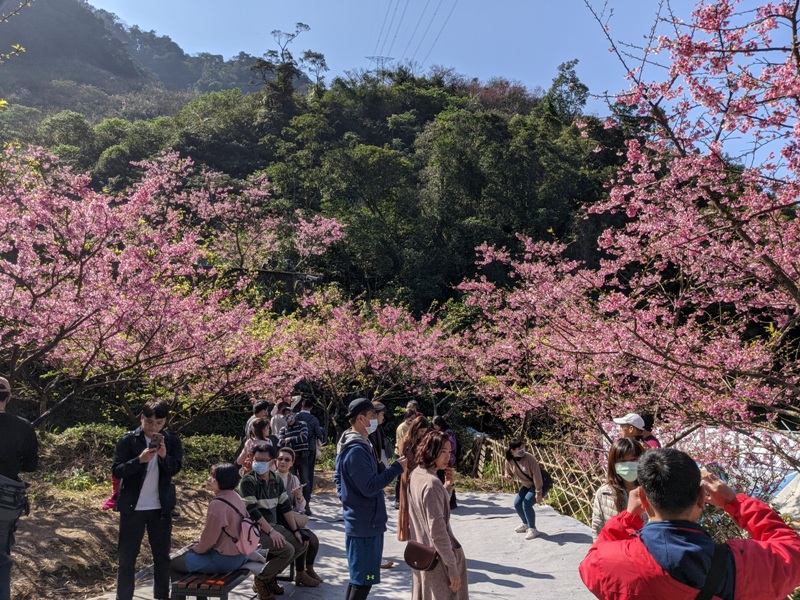 bigbearcherry05 三峽-大熊櫻花林 瘋狂塞車會車的賞櫻行