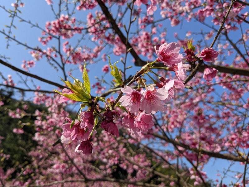 bigbearcherry06 三峽-大熊櫻花林 瘋狂塞車會車的賞櫻行