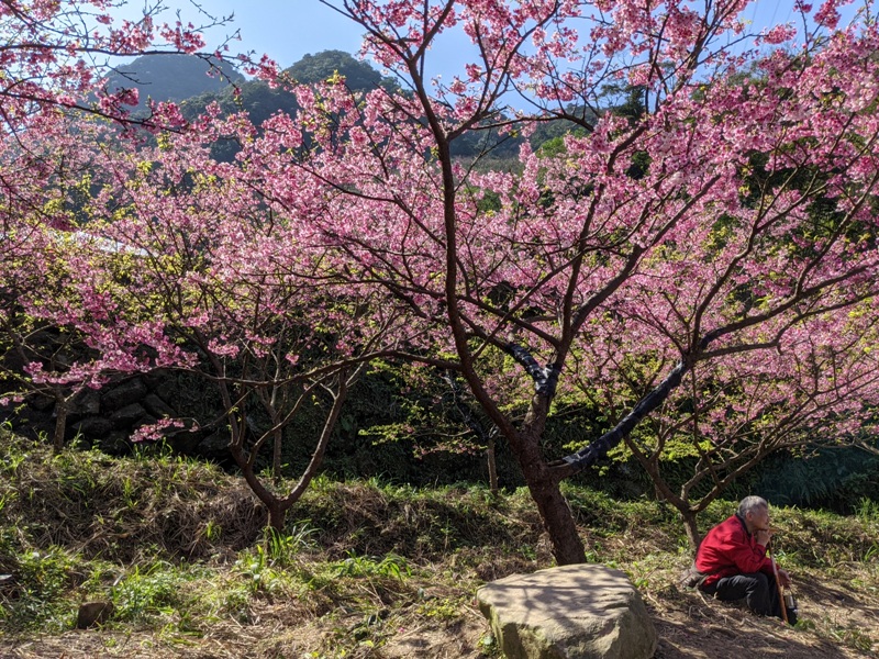 bigbearcherry07 三峽-大熊櫻花林 瘋狂塞車會車的賞櫻行