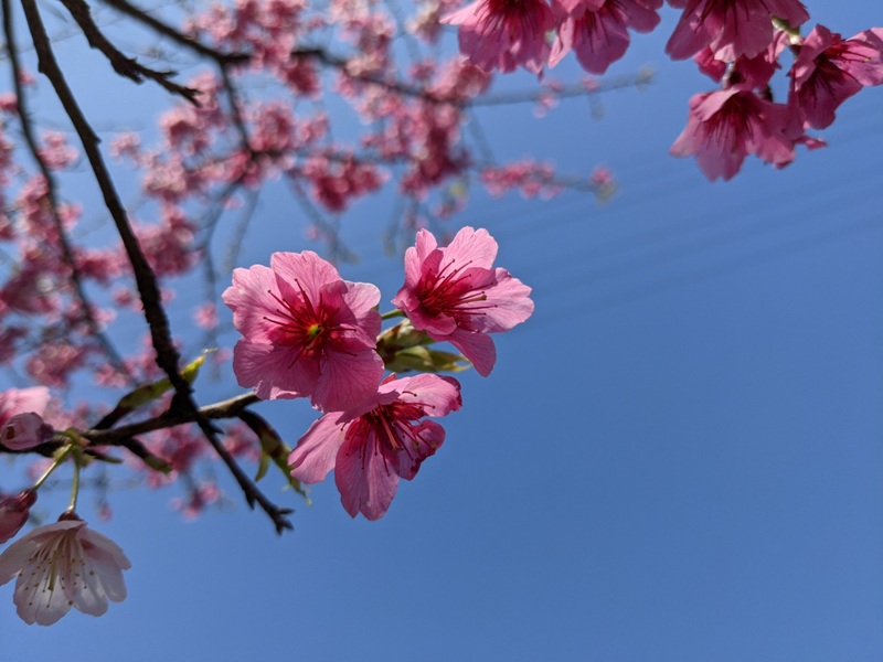 bigbearcherry08 三峽-大熊櫻花林 瘋狂塞車會車的賞櫻行