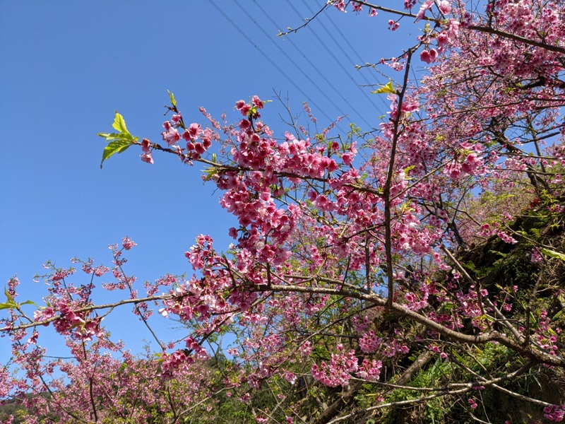 bigbearcherry09 三峽-大熊櫻花林 瘋狂塞車會車的賞櫻行