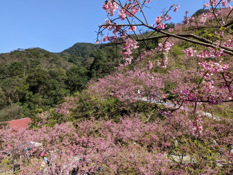 bigbearcherry10 三峽-大熊櫻花林 瘋狂塞車會車的賞櫻行