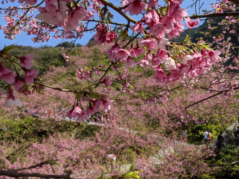 bigbearcherry12 三峽-大熊櫻花林 瘋狂塞車會車的賞櫻行