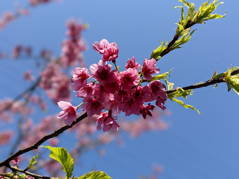 bigbearcherry13 三峽-大熊櫻花林 瘋狂塞車會車的賞櫻行